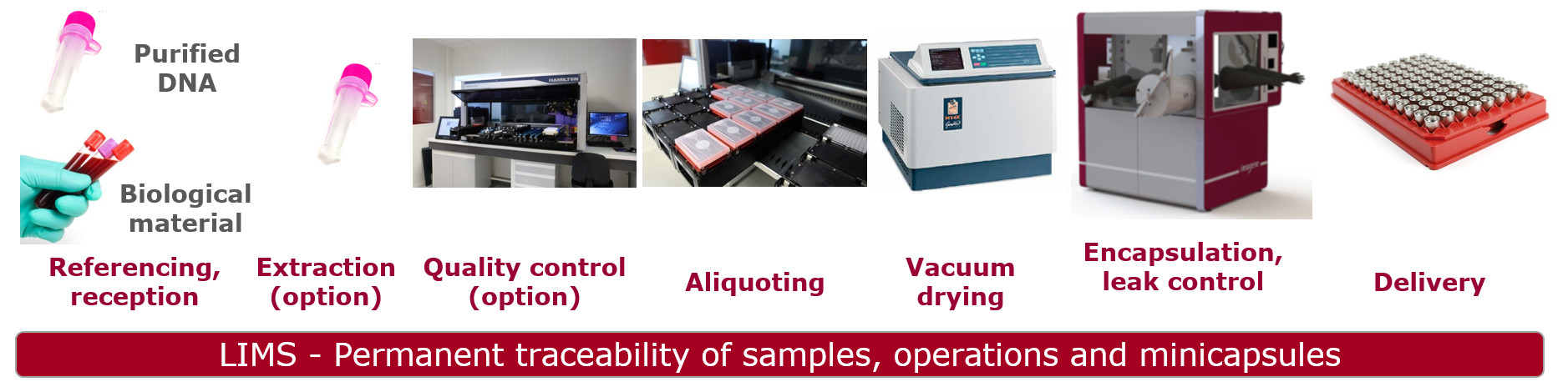 workflow for purified DNA encapsulation